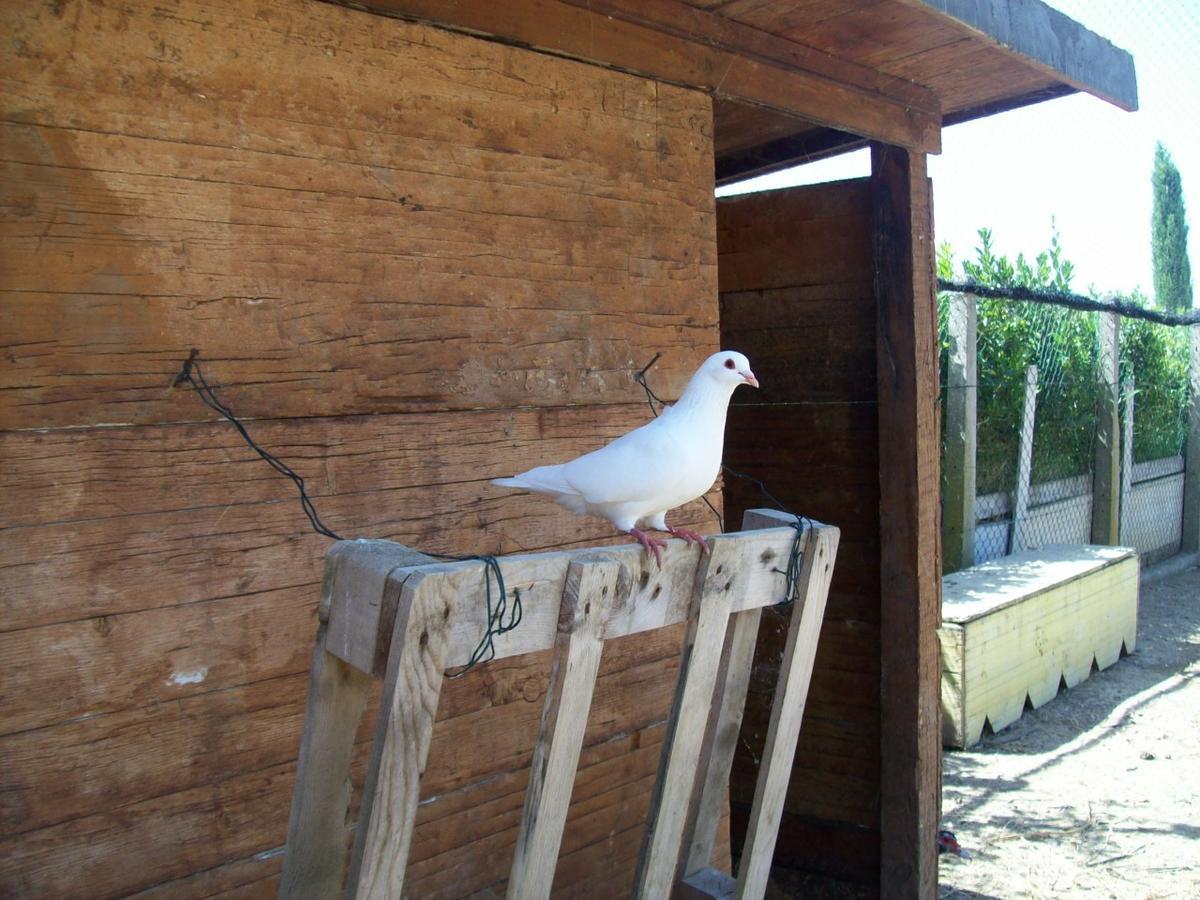 Il Vivaio Villa Tarquinia Exterior foto